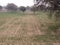 Indian rural wheat aggriculture seen after 13th day looking very nice