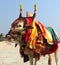 Indian sacred cow on the beach, GOA