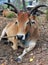 Indian sacred cow on the dump at outskirts of city, Goa