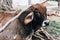 Indian sacred cow zebu calf on farm in Indian village.