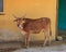 Indian sacred cow zebu on rustic yellow wall