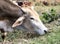 Indian sacred humpback zebu cow grazing in meadow