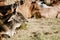 Indian sacred humpback zebu cow grazing in meadow