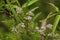 Indian Sage - Common Boneset Eupatorium perfoliatum - Wildflower - Morgan County Alabama USA-