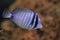 Indian Sailfin surgeonfish