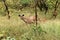Indian Sambar Deer with her fawn spotted during Jungle Safari