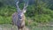 Indian sambar deer Rusa unicolor in the national park.