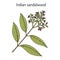 Indian sandalwood Santalum album , medicinal plant