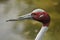 Indian sarus crane Antigone antigone antigone