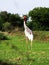 Indian sarus crane bird