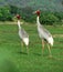 Indian sarus crane birds