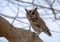 Indian scoops owl sitting on the branche in wildlife conservation of pakistan