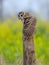 Indian scoops owl sitting  with span of wingson the branche in wildlife conservation of pakistan