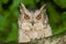 Indian scops owl looking face to face at night.