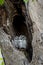 indian scops owl or Otus bakkamoena owlet pair together resting in nest during safari at forest of central india