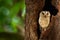 Indian scops owl, Otus bakkamoena, rare bird from Asia. Malaysia beautiful owl in the nature forest habitat. Bird from India. Fish