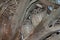 Indian scops owls Otus bakkamoena sleeping in a palm.