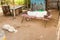 Indian senior man resting on outdoor couch with dogs nearby in Puttaparthi, India