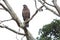 Indian Serpent Eagle Bandipur National Park Karnataka