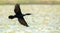 Indian shag (Phalacrocorax fuscicollis) showing full wingspan in flight, blue-eyed cormorant bird flying