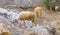 Indian sheep