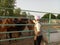 Indian Sikh male feeding a desi cows