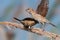 Indian silverbill ready to take off from the bush