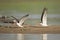 Indian Skimmer Fighting