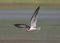 Indian Skimmer in flight at Chambal River,Rajasthan,India