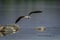 Indian skimmer or Indian scissors-bill Rynchops albicollis skimming and flying over chambal river