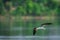 Indian skimmer or Indian scissors-bill Rynchops albicollis skimming and flying over chambal river