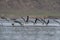 Indian Skimmers landing,Chambal River,Rajasthan,India