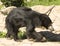 Indian Sloth bear