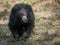 Indian sloth bear in Ranthambore National Park, India