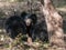 Indian sloth bear in Ranthambore National Park, India
