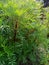 Indian small gardens genda plants look