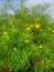 Indian small village& x27;s kaner plants leave yellow flowers