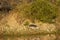 Indian softshell turtle or Ganges softshell turtle basking in sun at wetland of keoladeo national park or bharatpur bird sanctuary