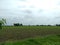 Indian soyabean crop fields during monsoon season, beautiful agricultural rural india.