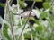 Indian Sparrow stand and holding a piece rope for build a nest