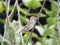 Indian Sparrow stand and holding a piece rope for build a nest