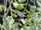 Indian Sparrow stand and holding a piece rope for build a nest