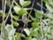 Indian Sparrow stand and holding a piece rope for build a nest