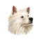 Indian Spitz dog digital art illustration isolated on white background. Indian origin utility group spitz dog. Pet hand drawn