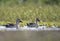 Indian spot billed duck