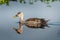 Indian Spot Billed duck with reflection. Isolated