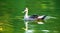 Indian Spot Billed Duck swimming in river