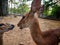 Indian spotted deer with large horn close up shot in jungle HD