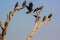 Indian spotted eagle and crow on one branch.