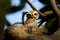 Indian spotted owl